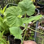 Butternut Kürbis Anfang Mai.