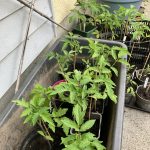 Die ersten Tomatensetzlinge stehen bereit.