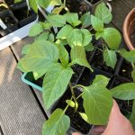 Vorgezogene Paprika.