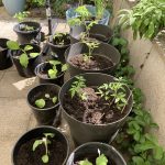 Auberginen und Tomaten in Kübeln.