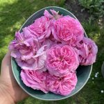 Die rosa Blüten der Rose