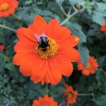 Strahlende Orange der mexikaniscchen Sonnenblume.