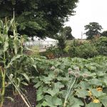 Das Milpa Beet mit Mais, Stangenbohnen und Kürbis.