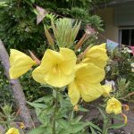 Nachtkerze am Morgen - lecker und gesund