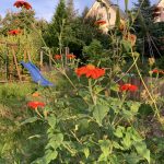 Mexikanische Sonnenblume im Garten
