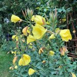 Die Nachtkerze blüht