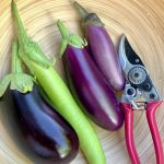 Auberginen Ernte