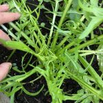 Vulkanspargel Zichorie