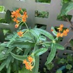 Knollige Seidenpflanze