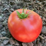 Die Tomate "Schlesische Himbeere".
