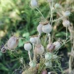 Samenkapseln von Mohn und Jungfern in Grünen.