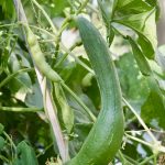 Die allererste Luffa Gurke überhaupt aus eigenem Anbau.