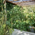 Zwischen Bohnen und Nachtkerze sitzt der Luffa.