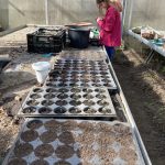 Aussaat von Gemüse und Blumen im Gewächshaus.