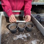 Blumen Samen werden im Gewächshaus ausgesät.