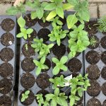 Vorgezogene Zinnien.