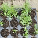 Vorgezogene Schmuckkörbchen.