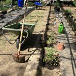 Die ersten Tomaten ziehen im Gewächshaus ein.