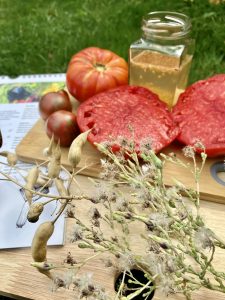 Gemüse Samen sammeln, wie Tomaten, Salat, Rettich uvm.