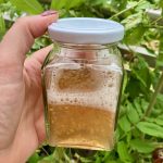 Tomaten Samen für einen Tag wässern.