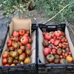 Tomaten Ernte Gewächshaus