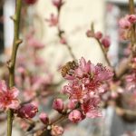 Na, aus welcher Blüte wird ein Pfirsich.