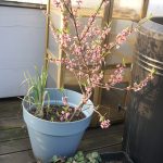 Das Pfirsichbäumchen im Kübel auf der Terrasse.