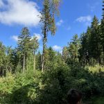 Eine große alte Eberesche.