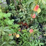 Der Kübel des Pfirsichbäumchen ist abgeschattet.