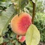 Der Pfirsich hat rote Bäckchen.