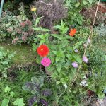 Blumen Mischbeet Gemüse