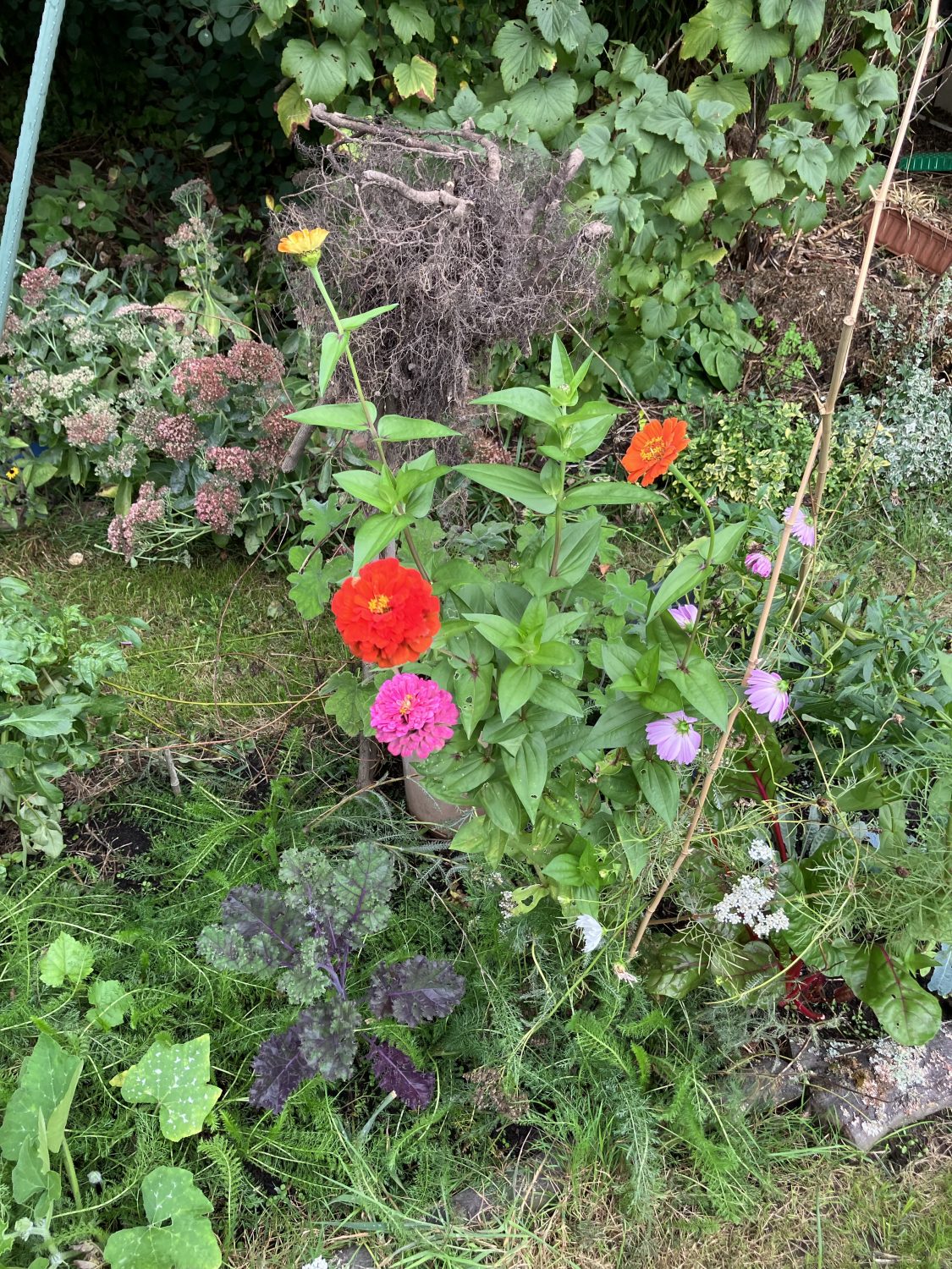 Blumen Mischbeet Gemüse