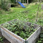 Der Buchweizen blüht bereits zwei Monate nach der Aussaat.