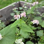 Der Buchweizen blüht bereits zwei Monate nach der Aussaat.