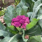 Purpurner Blumenkohl