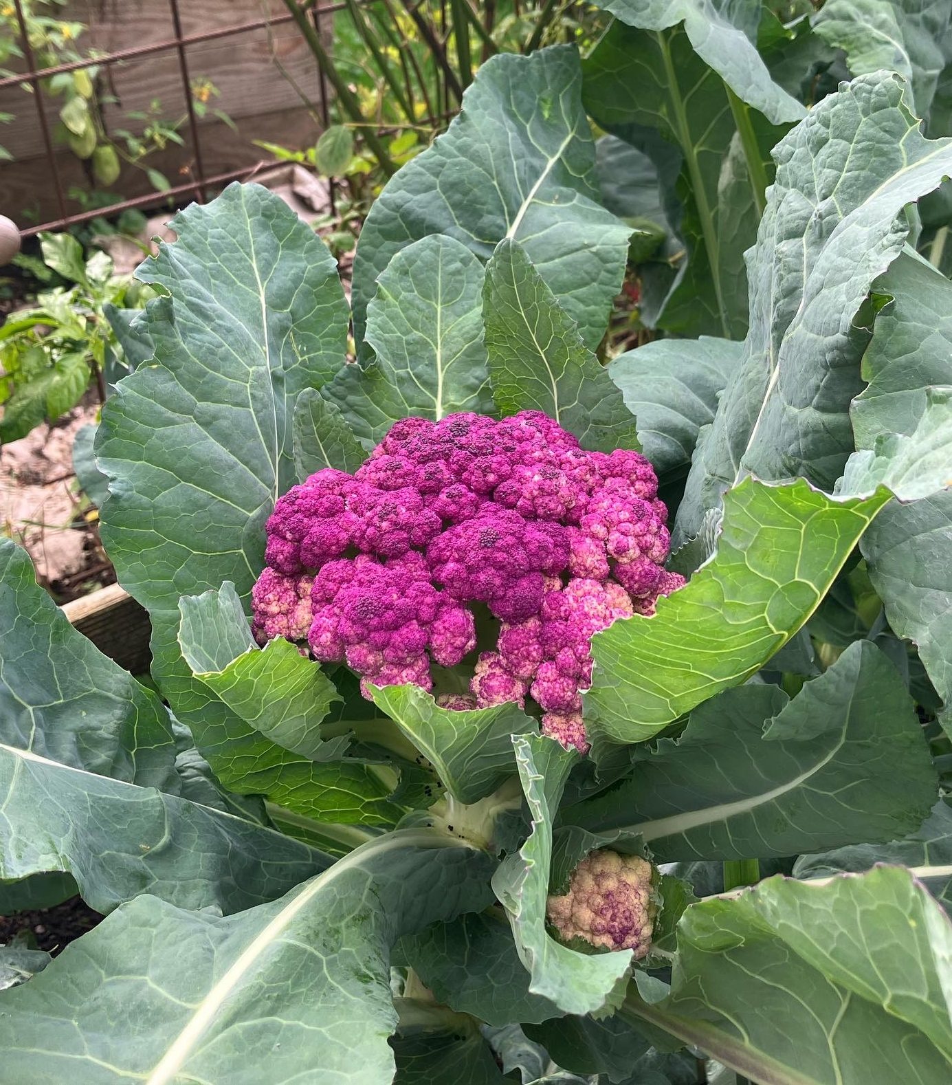 Purpurner Blumenkohl