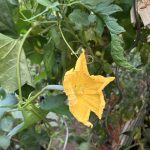 Weibliche Luffa Blüte