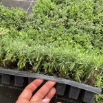 Hier wächst Lavendel.