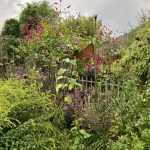 orientalischer Knöterich in Mitten eines wilden Bauerngarten. Schön!