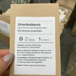 Samentütchen orientalischer Knöterich