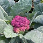 Purpurner Blumenkohl im Hochbeet.