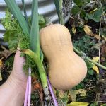 Eigene Gemüseernte mir Butternut für Kürbissuppe.