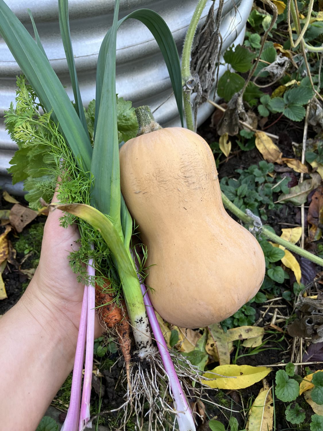 Eigene Gemüseernte mir Butternut für Kürbissuppe.
