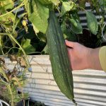 Luffa Ernte im Oktober.