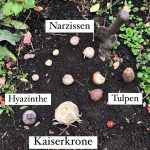 Frühlingsblüher Zwiebeln mit Kaiserkrone im Blumenbeet