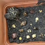 Verschiedene Frühlingsblumen Zwiebeln im Topf.