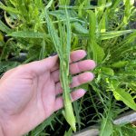 Vulkanspargel Blütenstengel