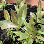 Teufelsohr Salat Setzlinge