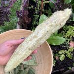 geschälte Luffa Gurke