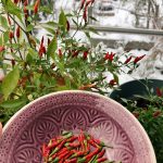 Chili Ernte im Winter.